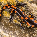 Salamandra pezzata nella colorazione nero arancione